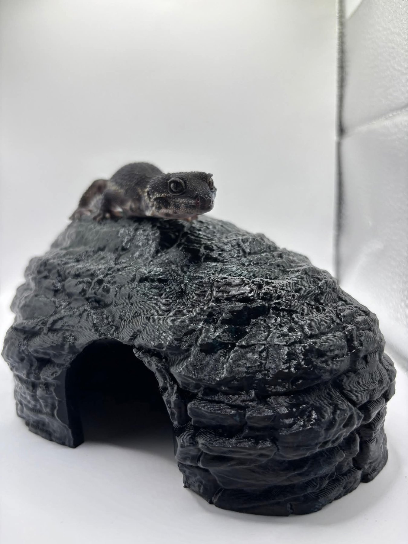 Cachette pour gecko léopard ou petit lézard