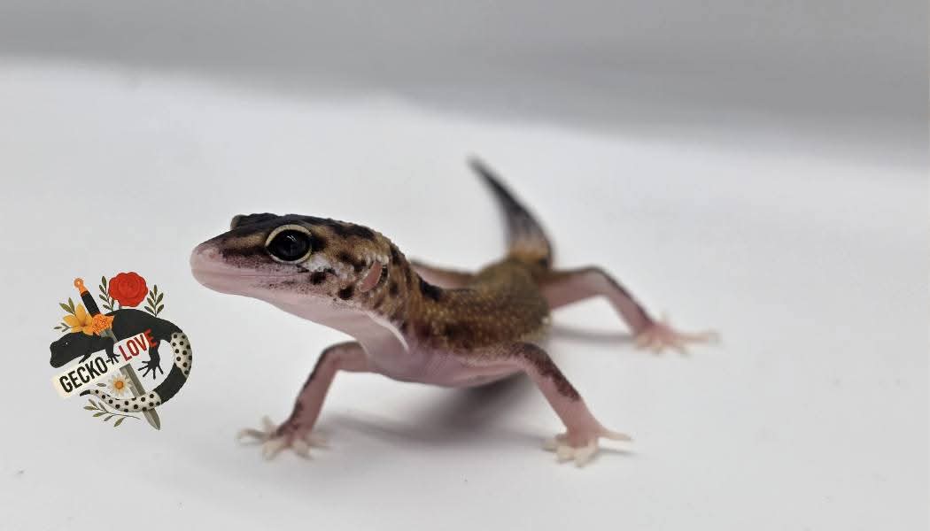 Bowie — miniature 2