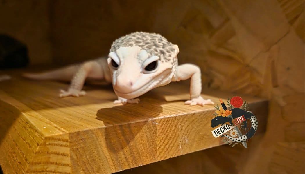 Spike — Total, Eclipse, Pied