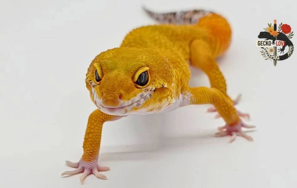 Zeus  — Tangerine, Cross, Black Night, Het, Eclipse, Het Tremper