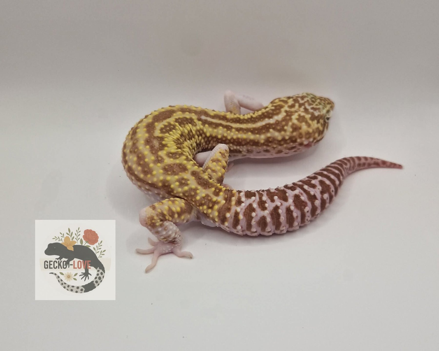 Ben — miniature 2