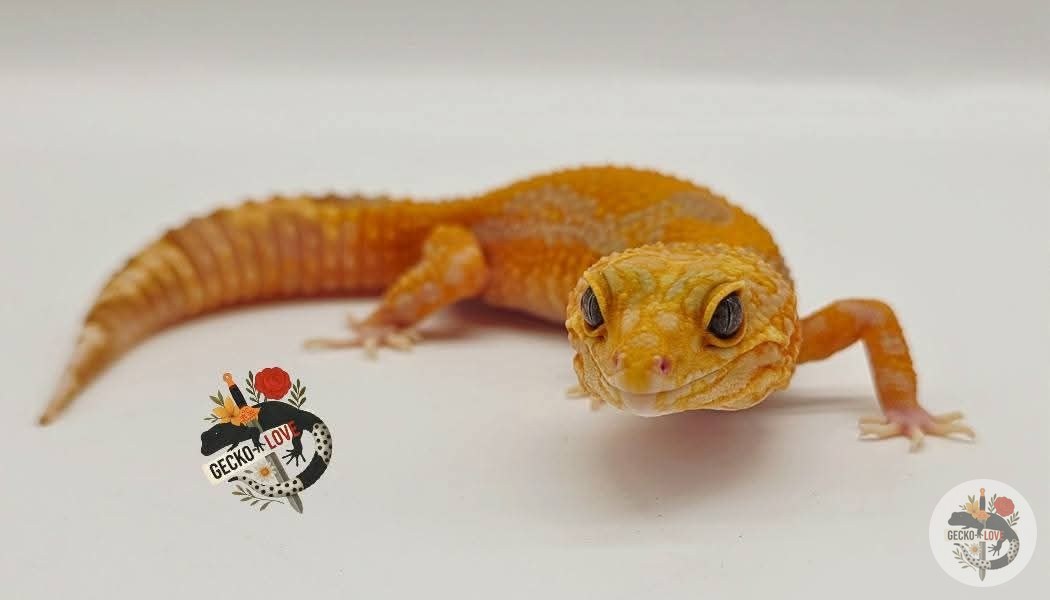 Cinéris  — Burning, Blood, Blue Eyes, Tremper Albino