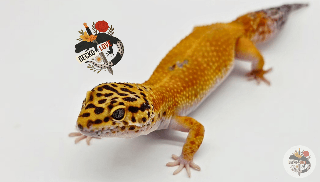 Désirée  — Mandarin, Blood