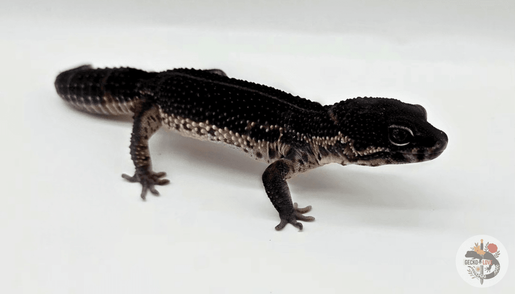 Khan — miniature 2
