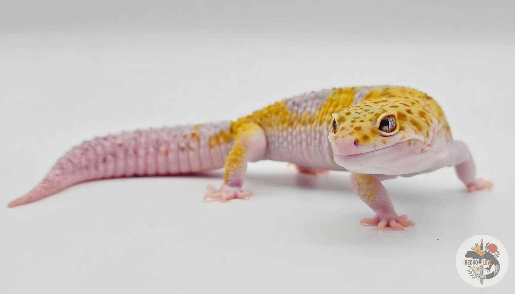Orion — miniature 2