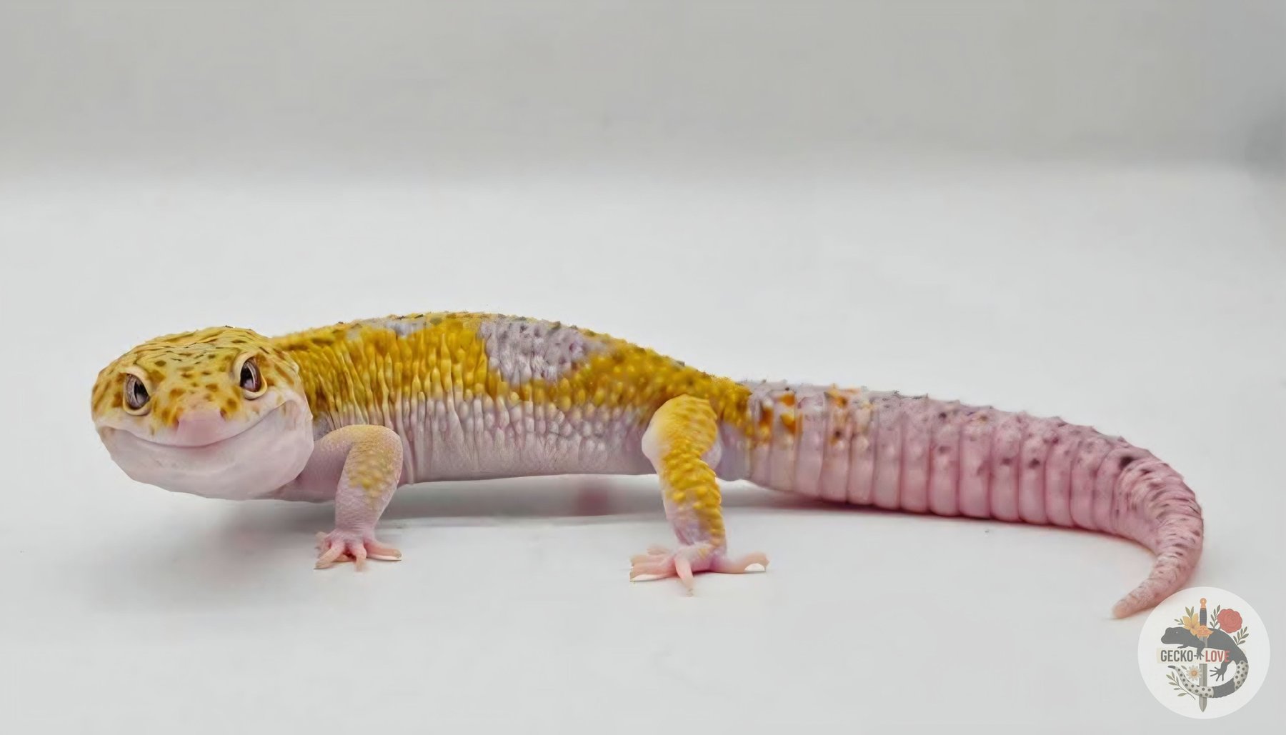 Orion — miniature 3
