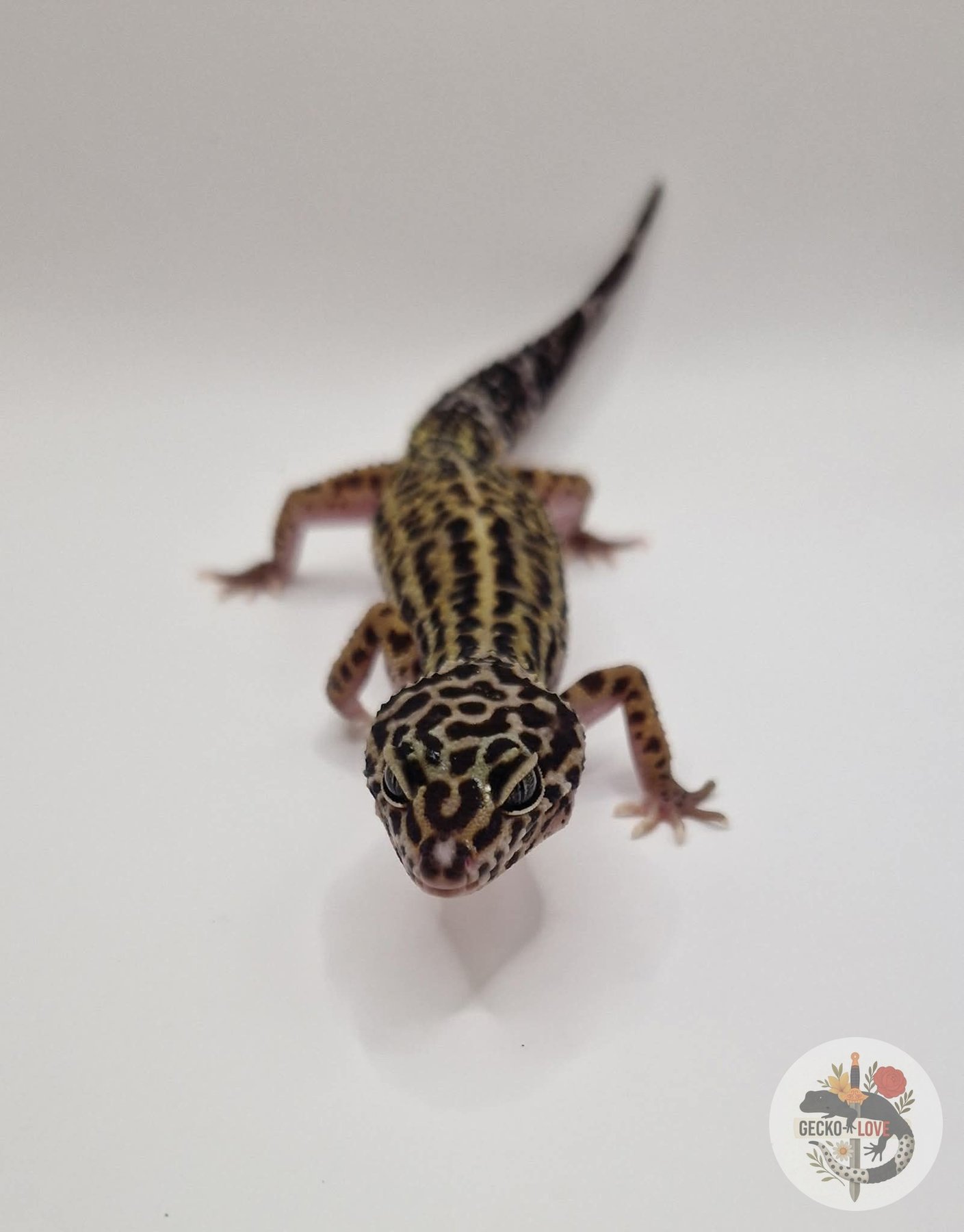 Isis — Mack Snow, Black Night, Het eclipse, Poss het tremper