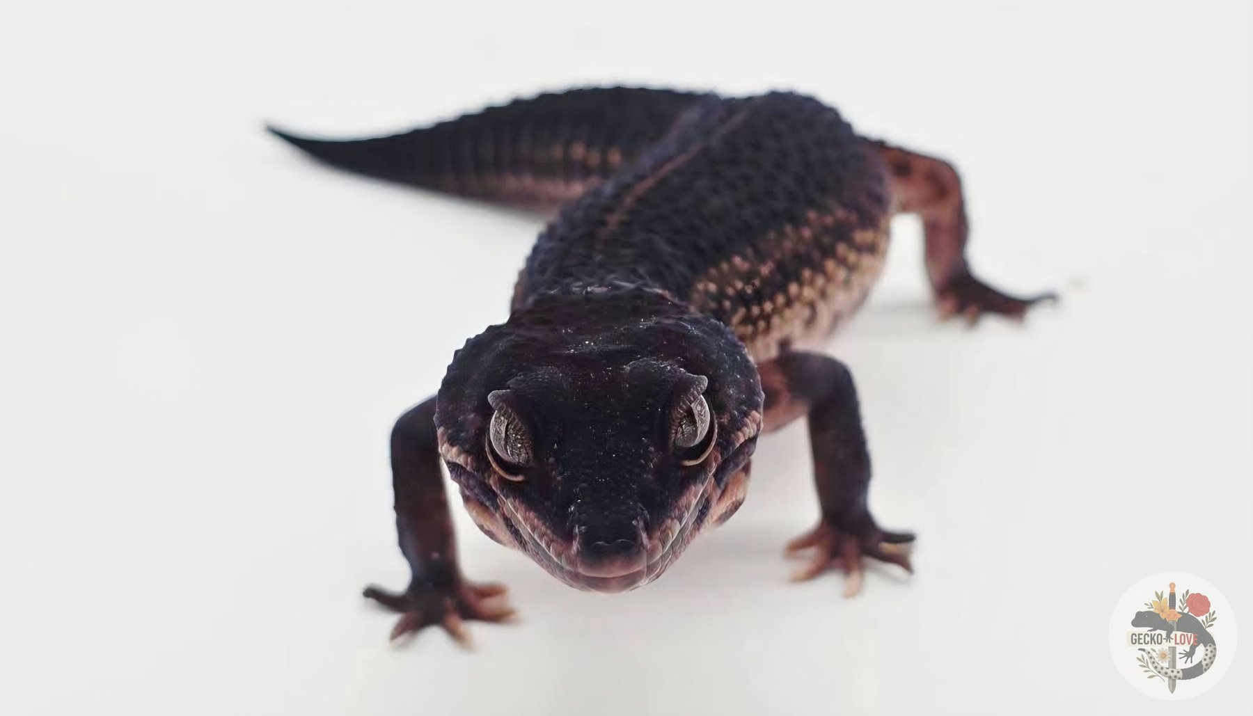 Freya — Mack Snow, Black Night, Het, Eclipse