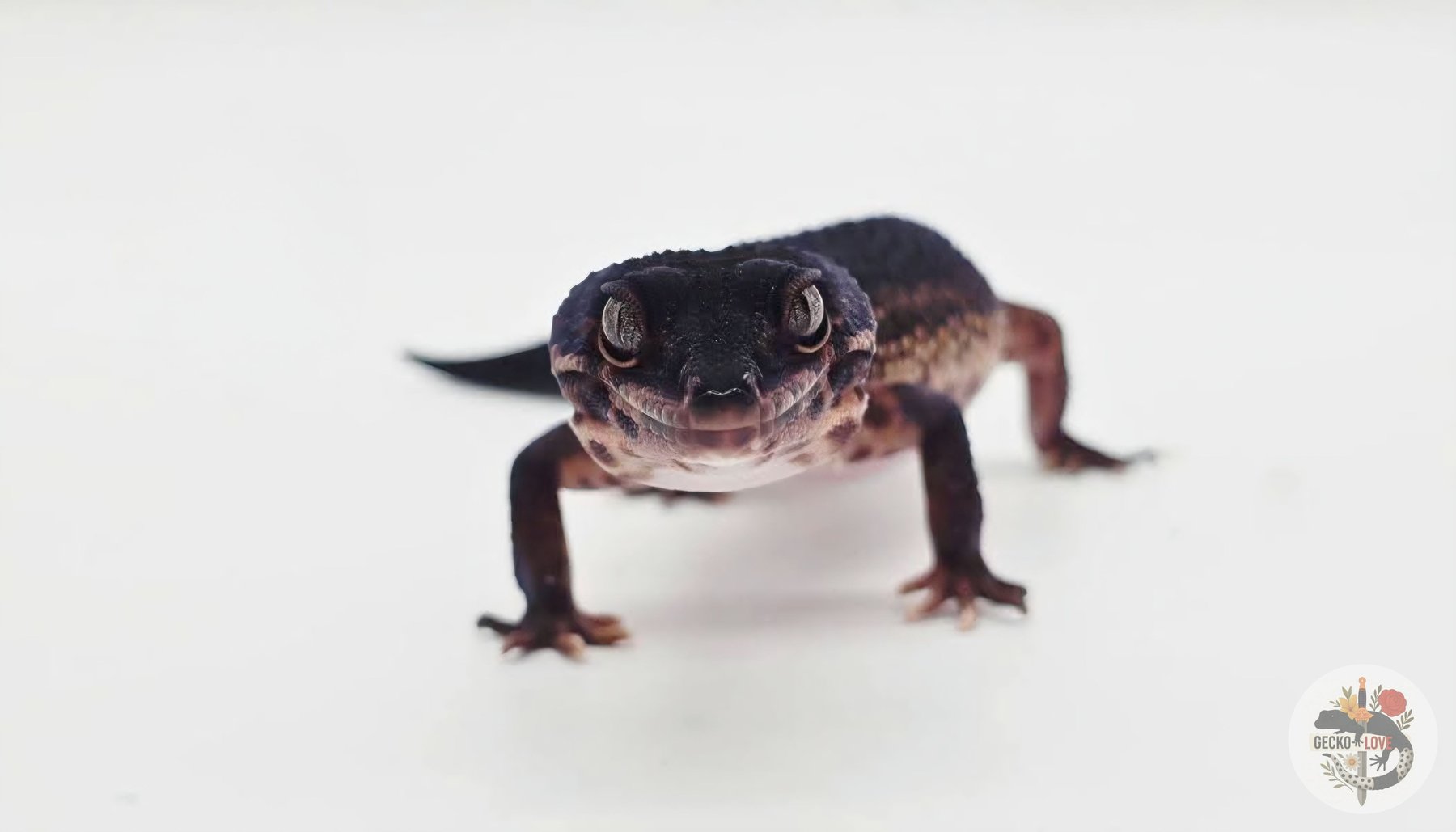 Freya — miniature 2