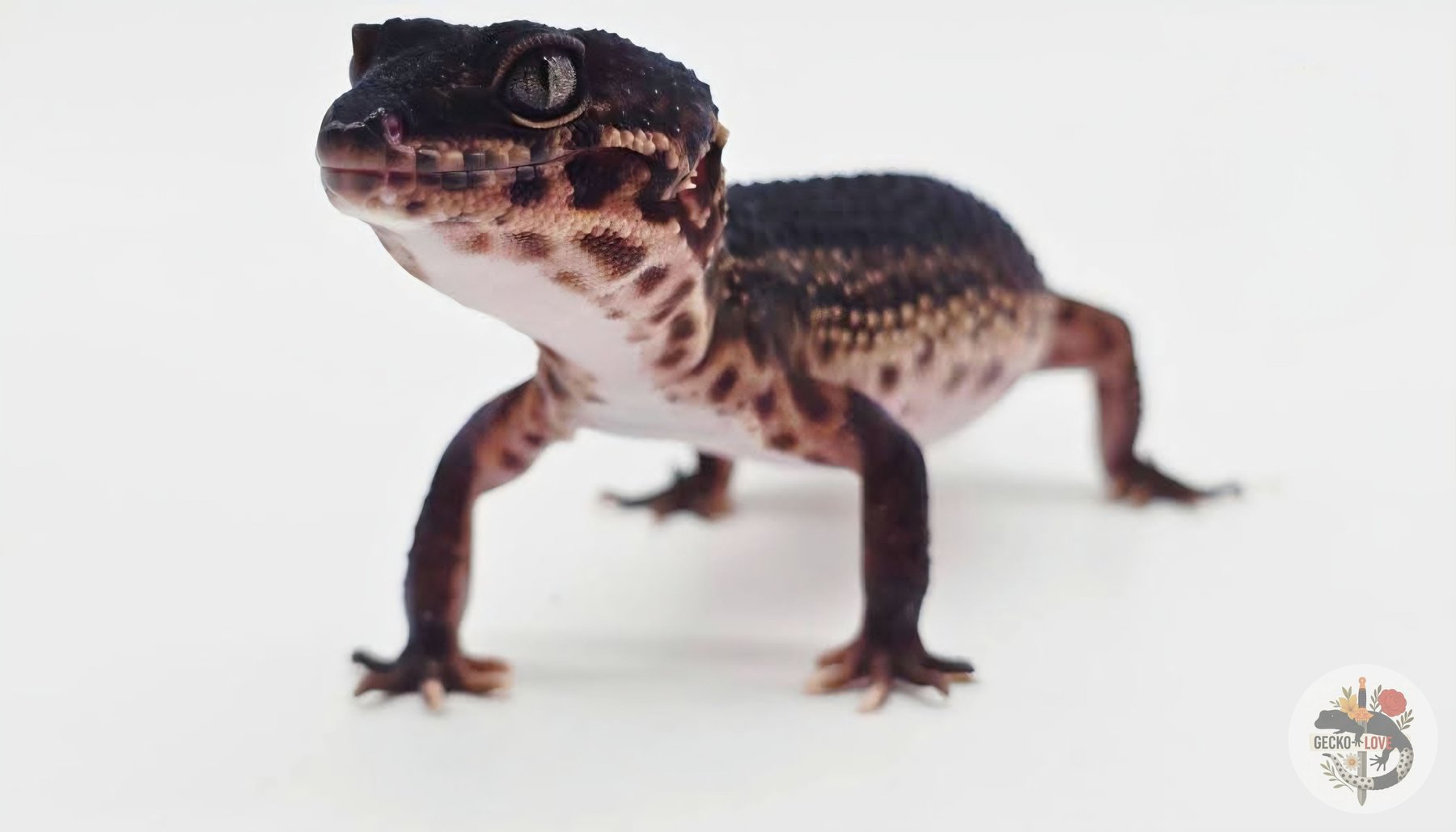 Freya — miniature 3