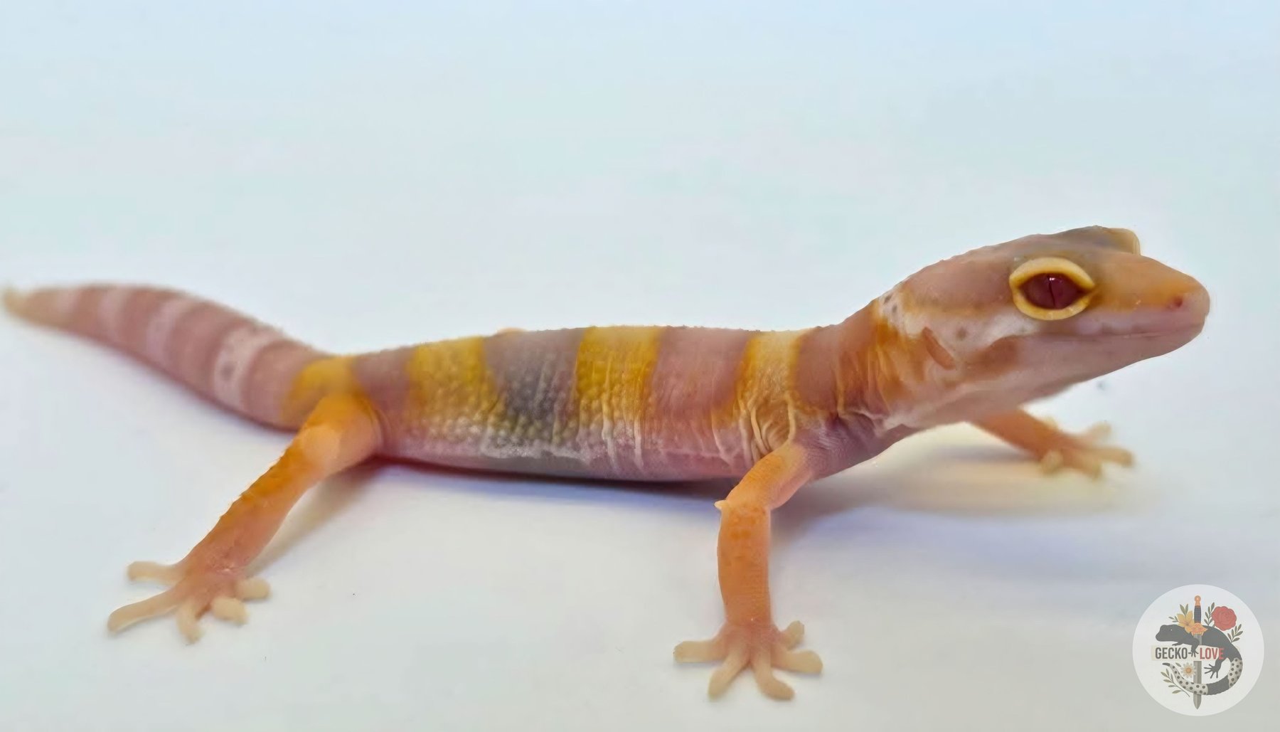 Loumé — Mandarin, Bell Albino, Poss het eclipse, Tangerine
