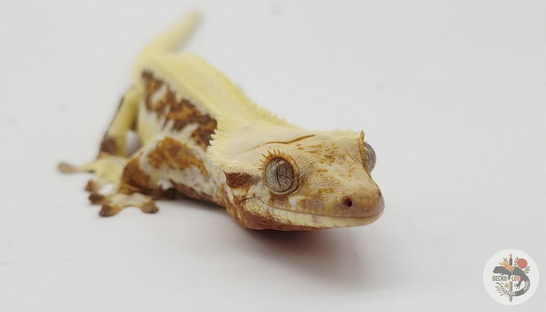 Beauty  — miniature 2