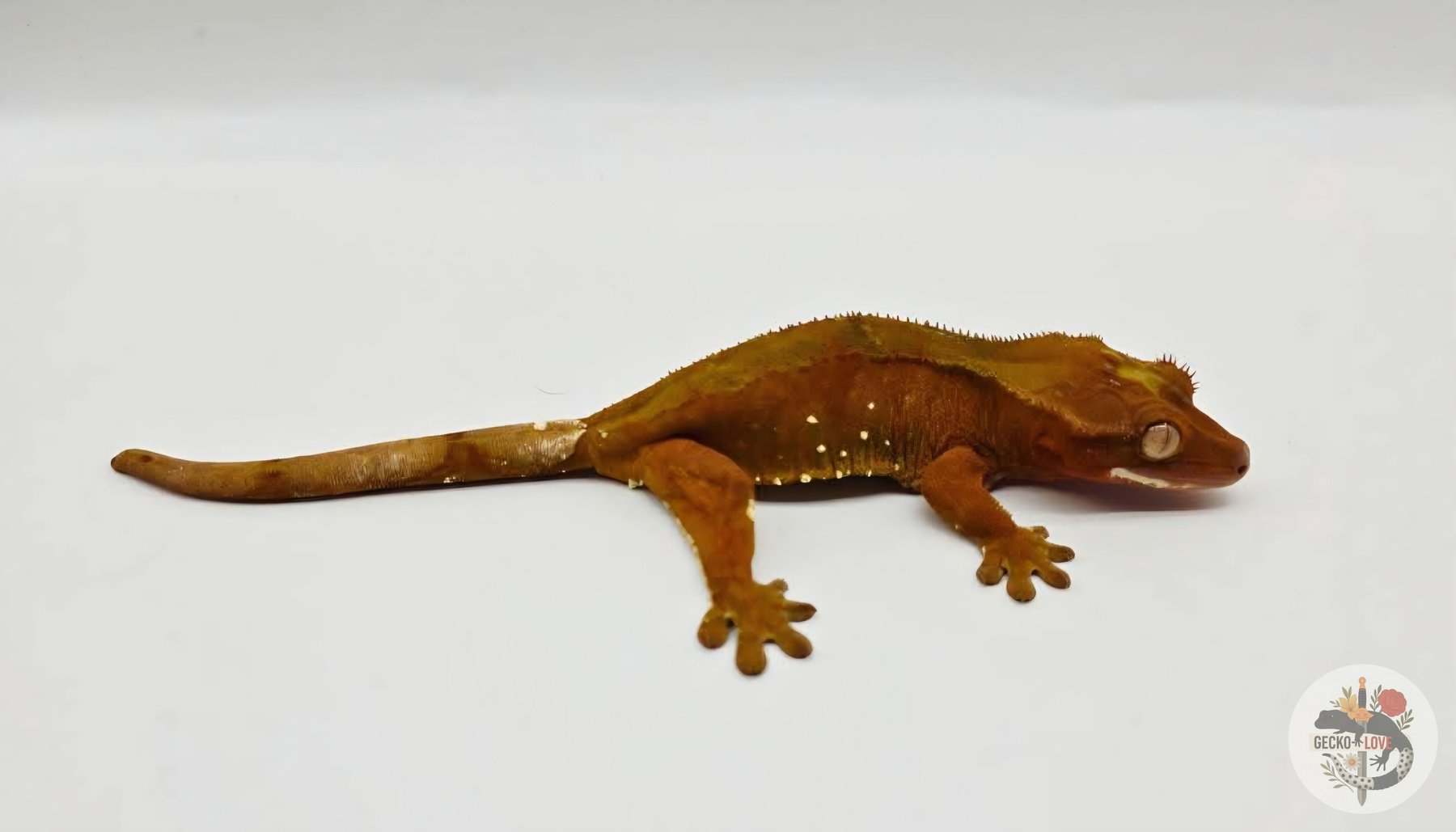 Red — miniature 2