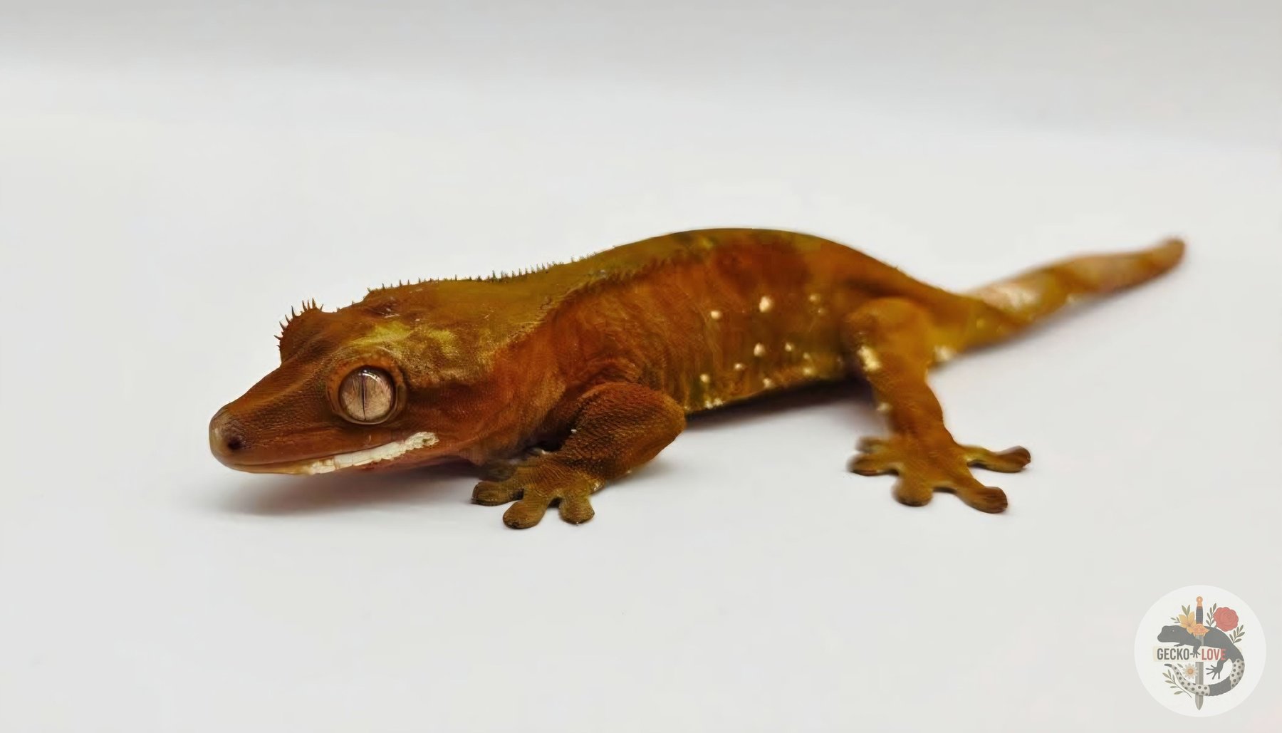 Red — miniature 3