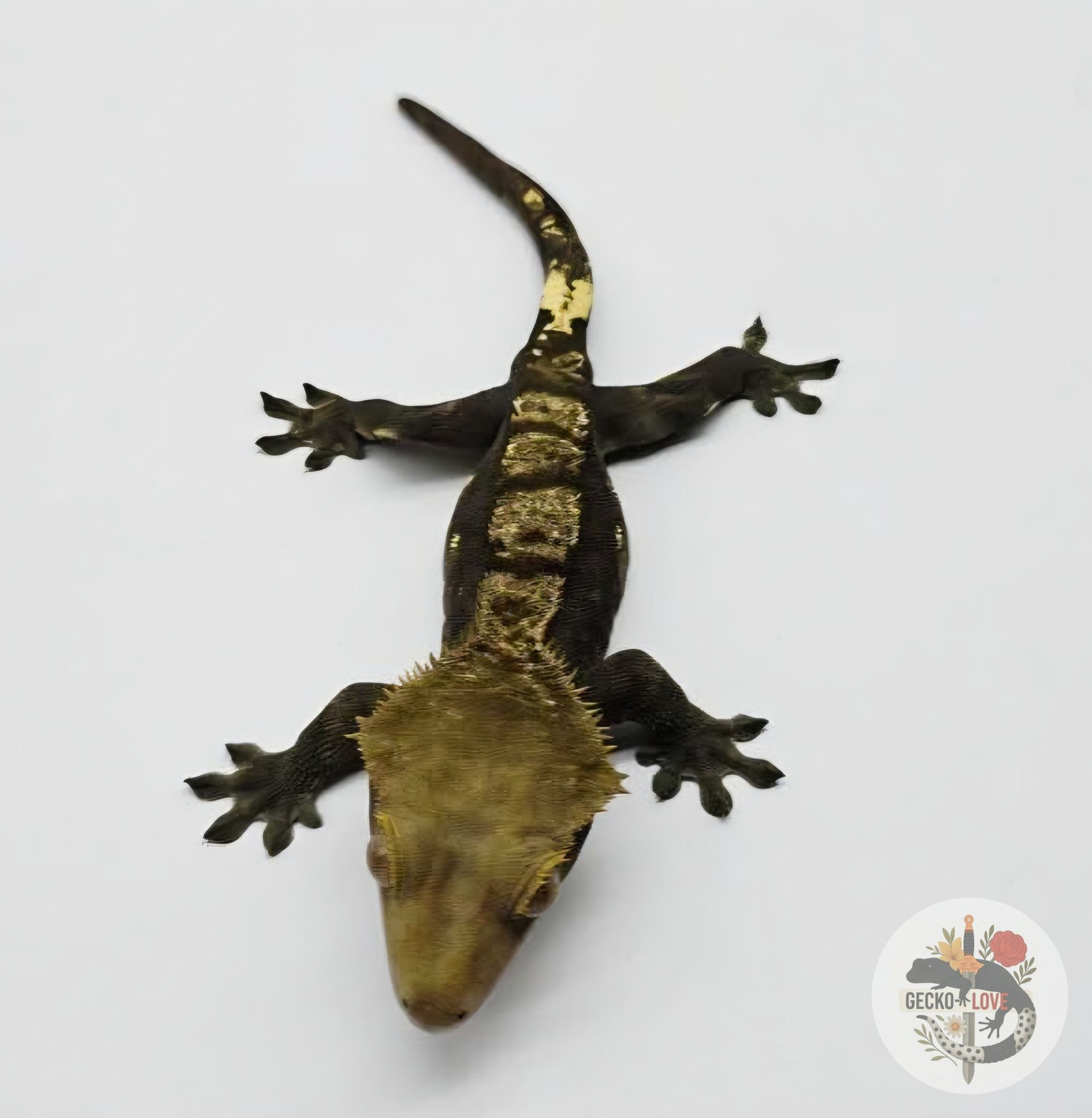 Ragnar  — Harlequin, Extrême dark