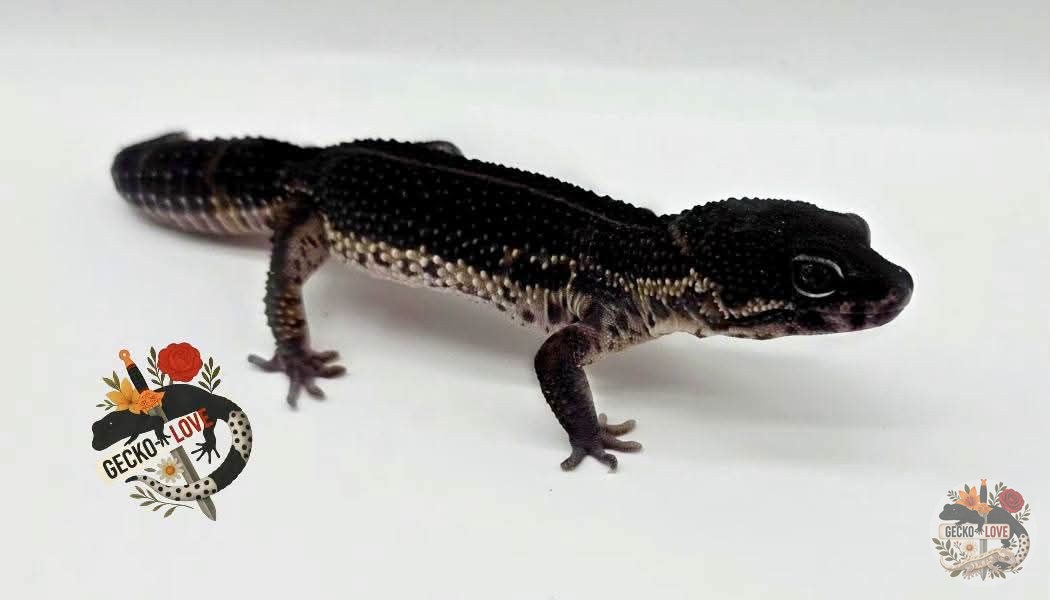 Khan  — Mack Snow, Black Night, Poss het eclipse