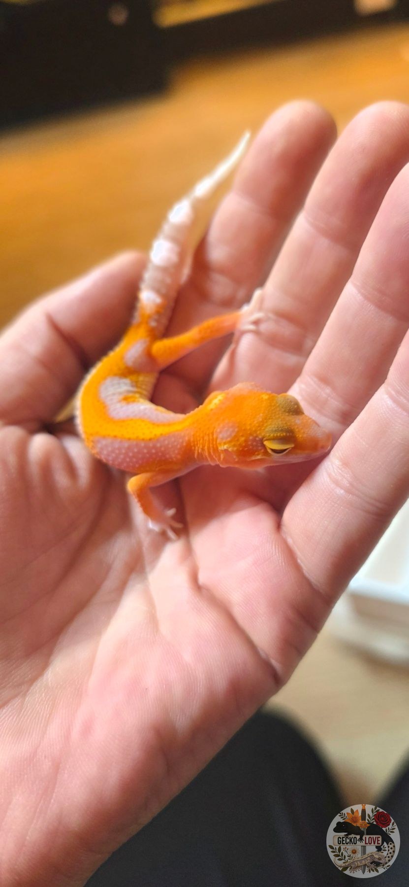 Taiyō — Mandarin, Tremper Albino, Poss het eclipse