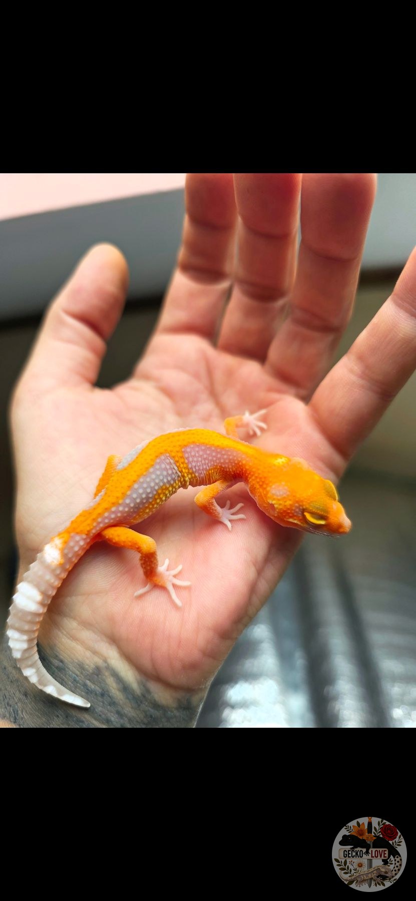 Taiyō — miniature 2