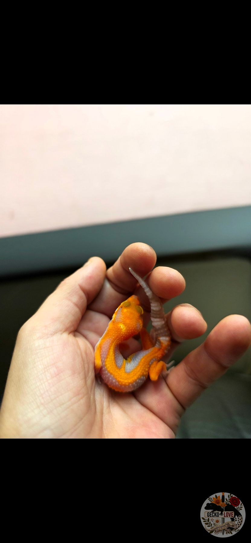 Taiyō — miniature 3