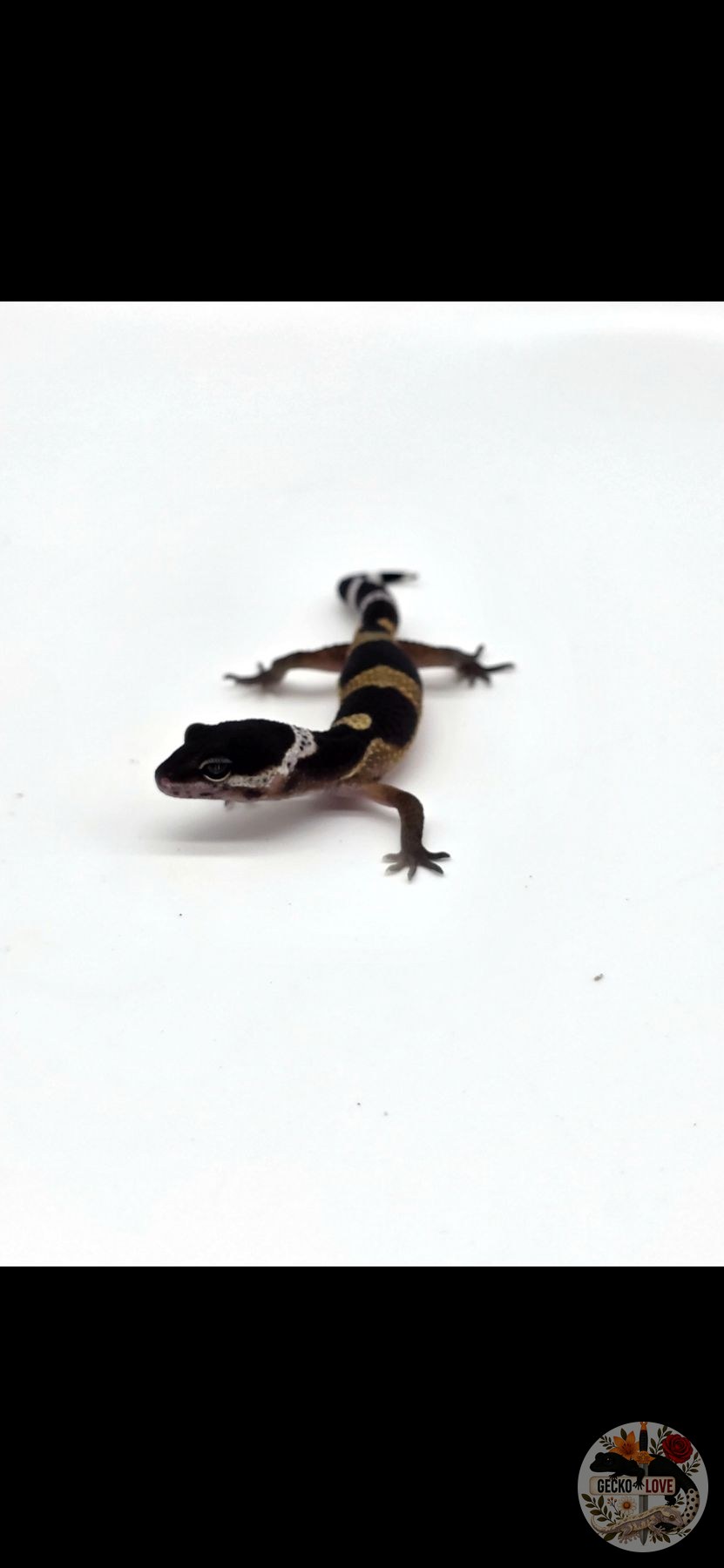 Morning — miniature 2