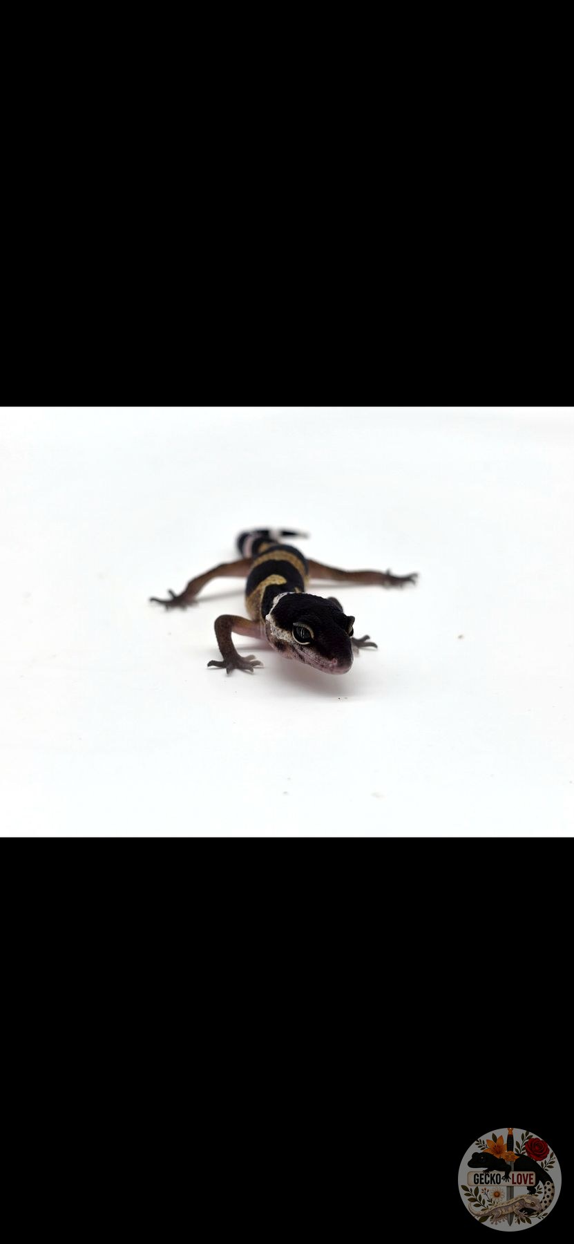 Morning — miniature 3