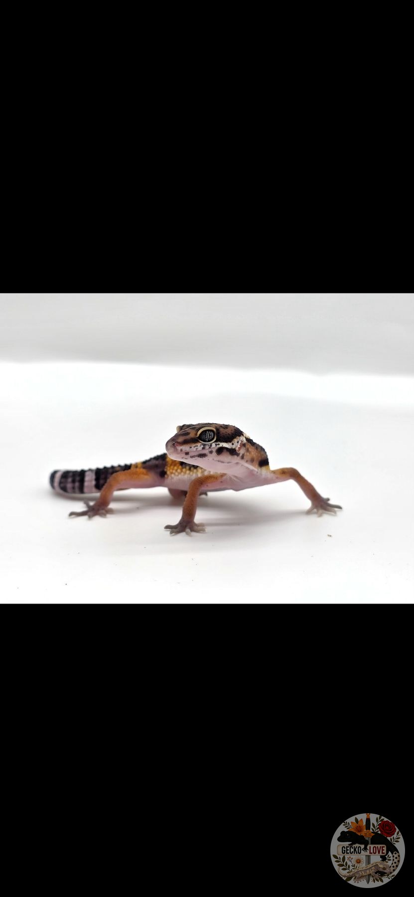 Rhaegal  — Mandarin, Cross, Black Night, Het, Eclipse, Het Tremper