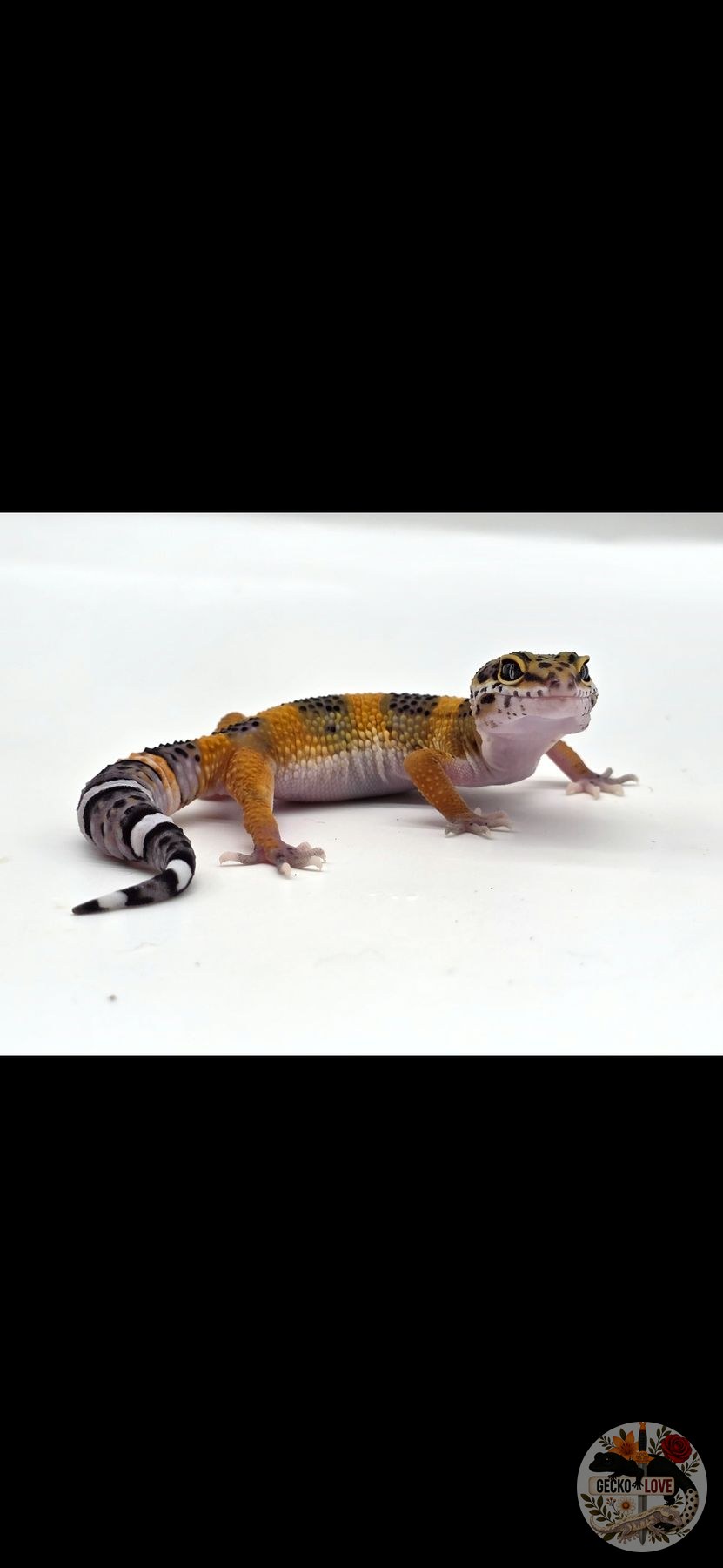 Ruby — Mandarin, Cross, Black Night, Het Tremper, Het, Eclipse