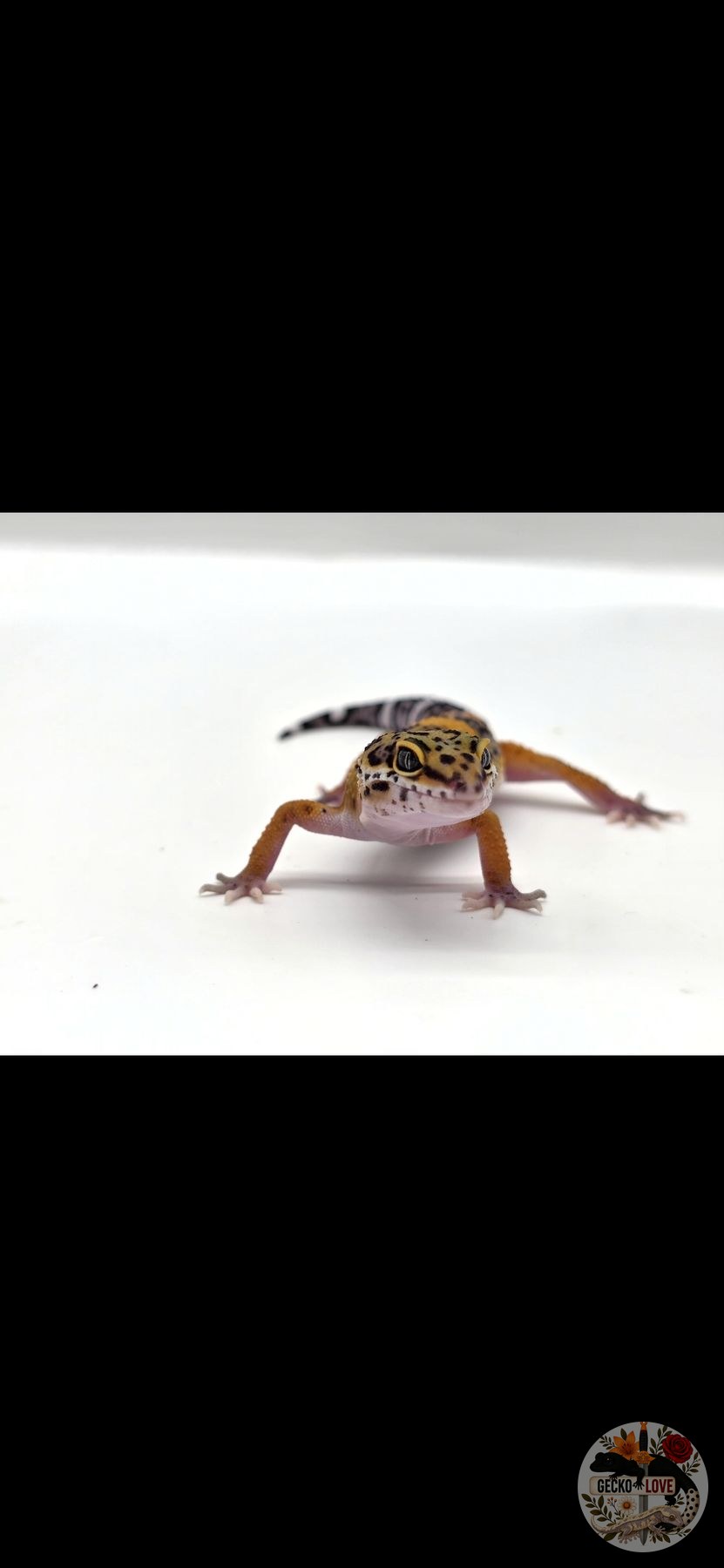 Ruby — miniature 2