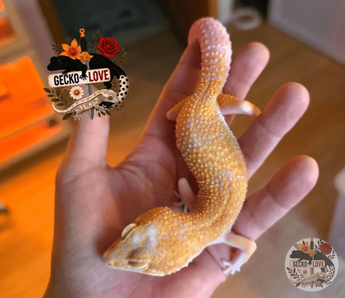 Bella — Sunglow raptor