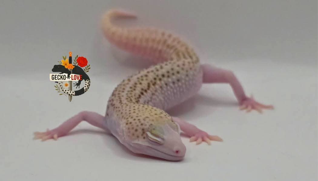 Appolon — miniature 2