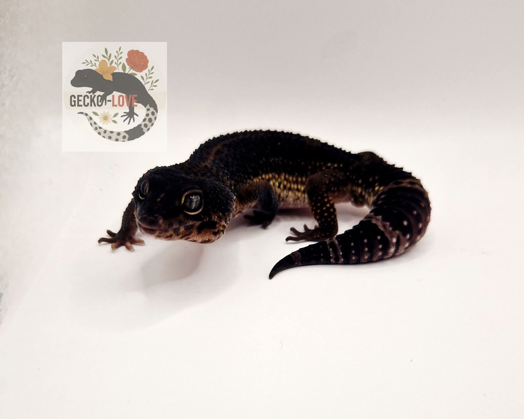 Denzel — miniature 2