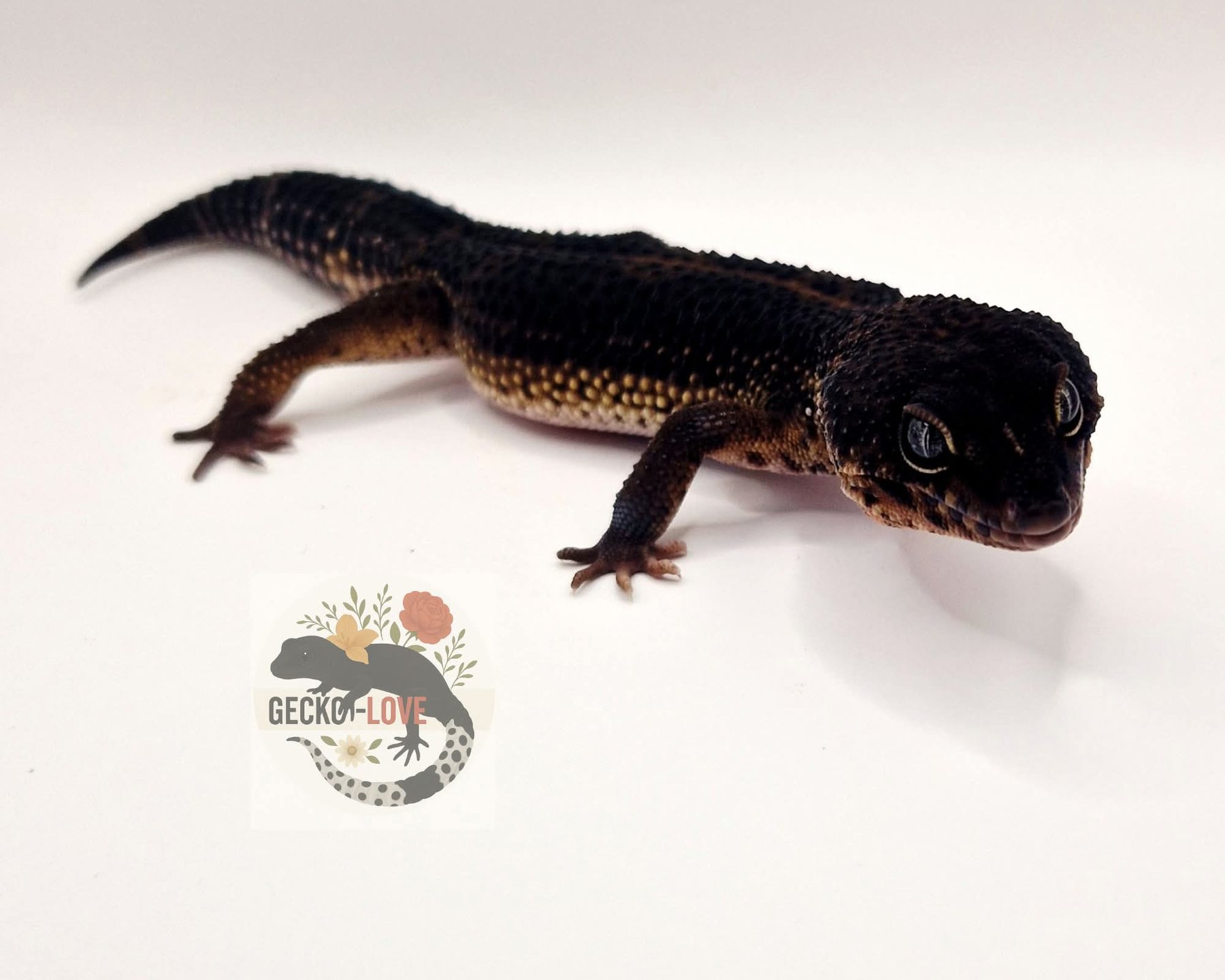 Denzel — miniature 3