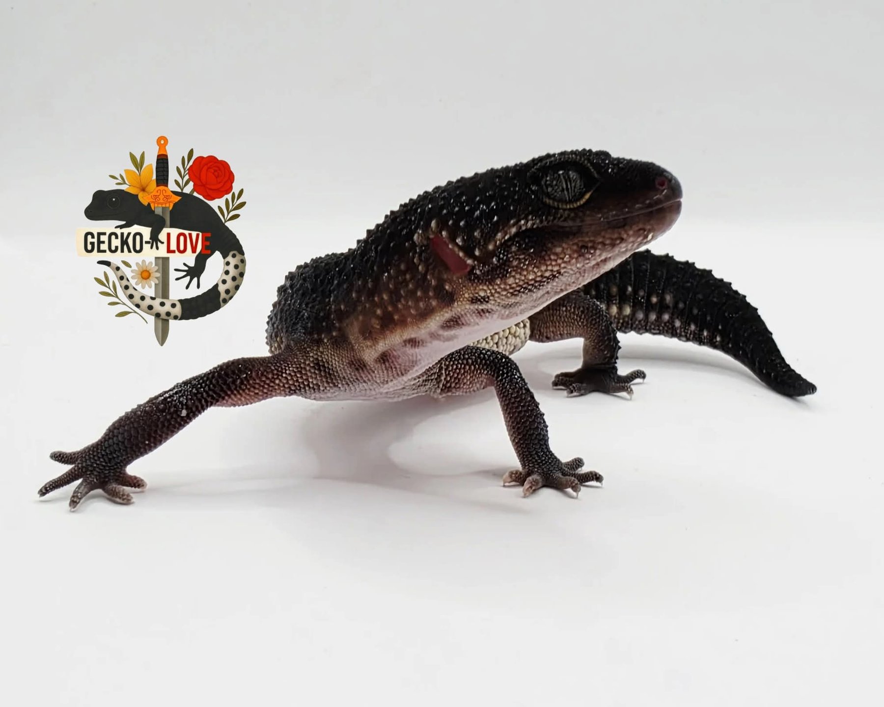 Arya — miniature 3