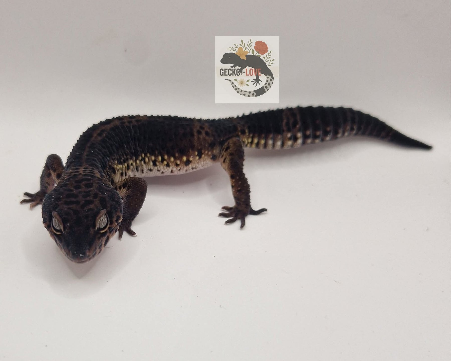Vex  — miniature 2