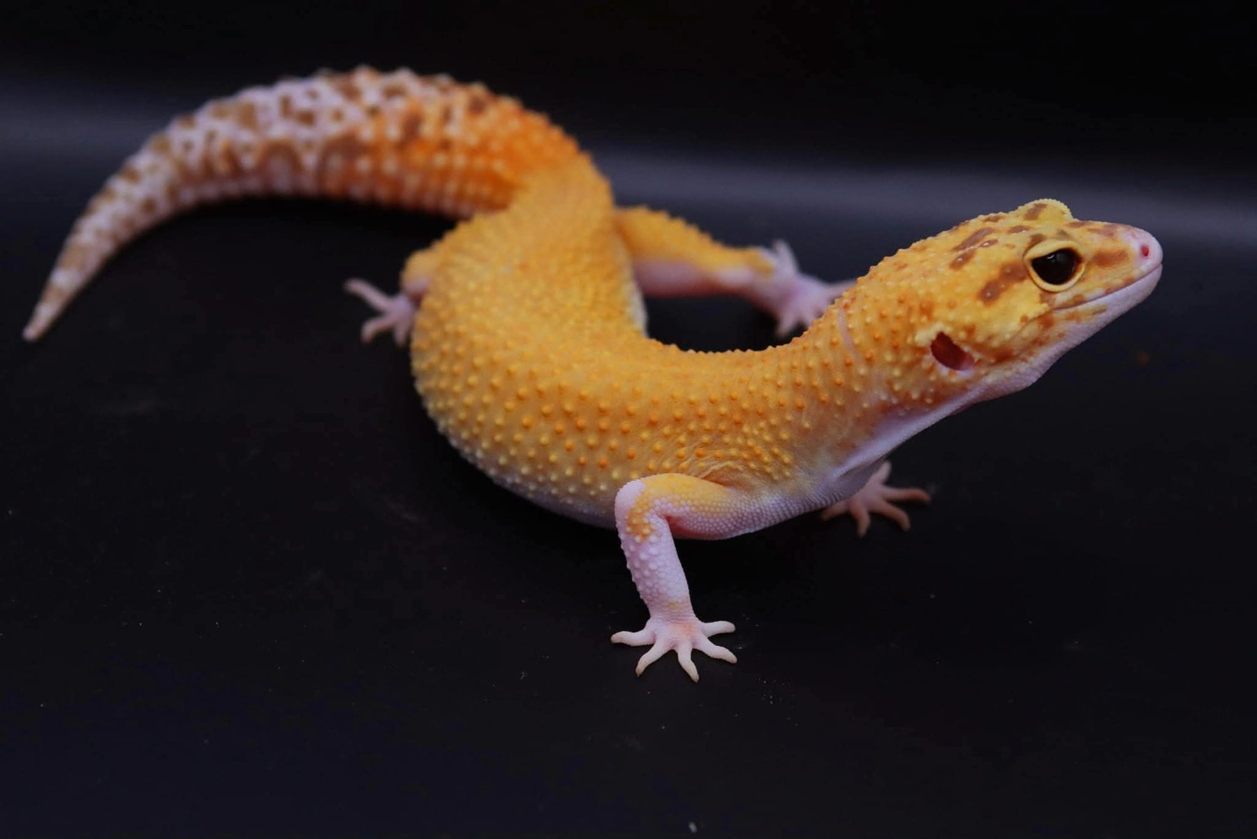 Mulan — Super Hypo Tangerine, Raptor
