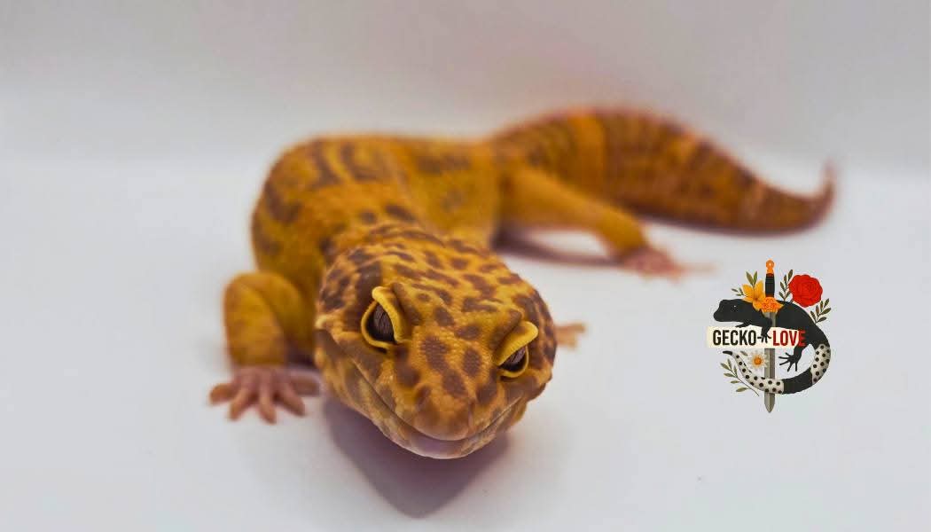 Zéphyr  — Mandarin, Tremper Albino, Het, Eclipse