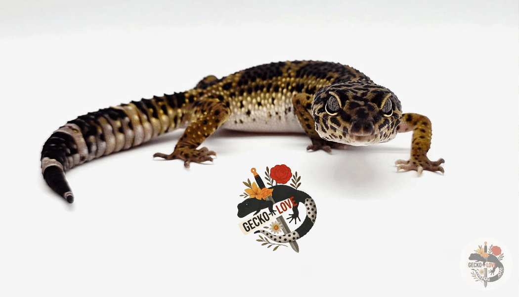 Héra  — Black Night, Het, Eclipse, Poss, Tremper Albino