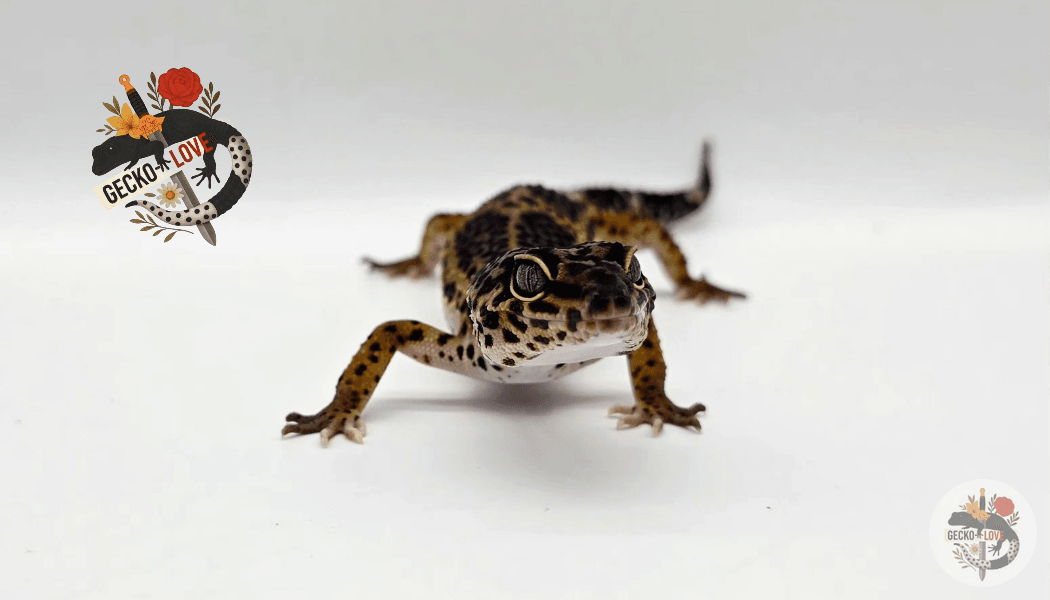 Héra  — miniature 2