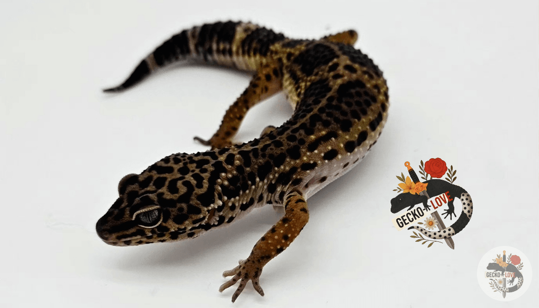 Héra  — miniature 3