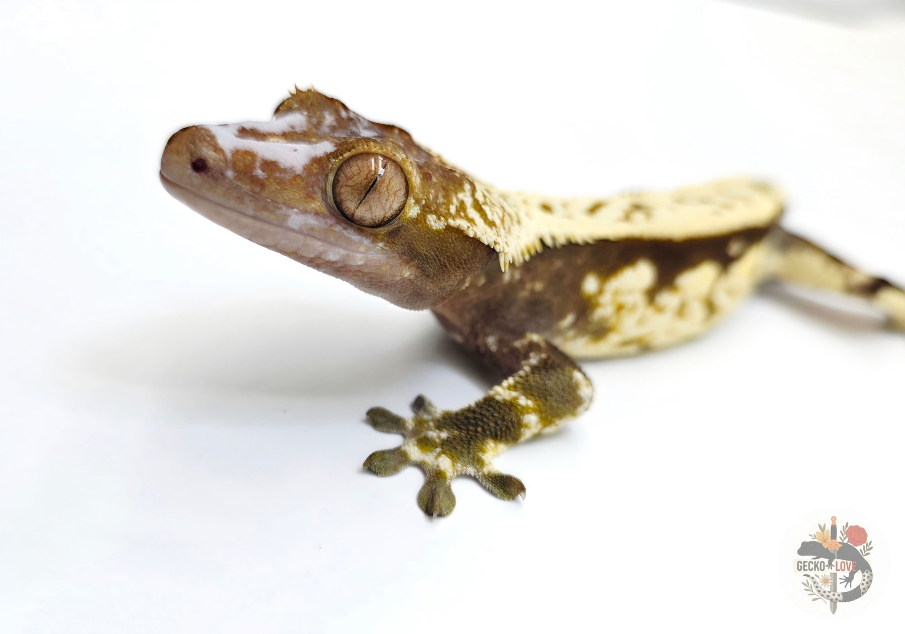 Loki  — Piedbald, Extrême Harlequin