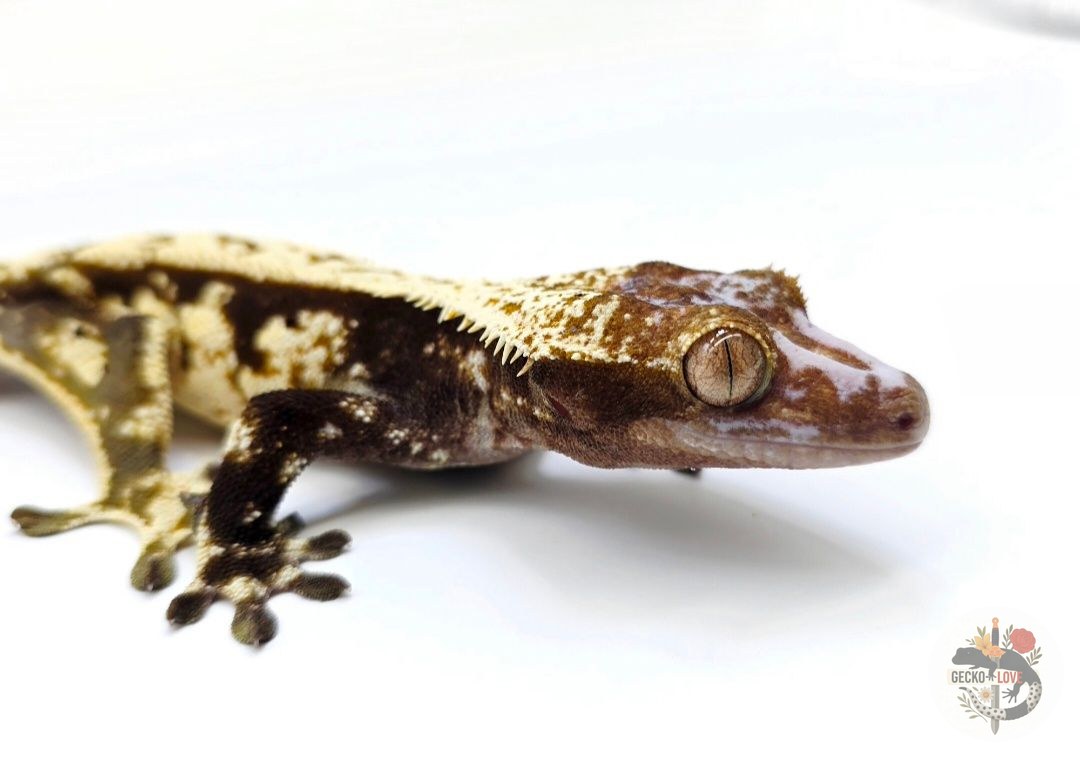 Loki  — miniature 2