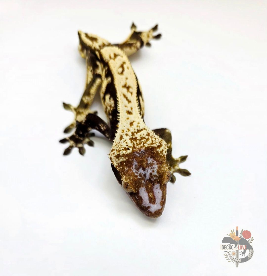 Loki  — miniature 4