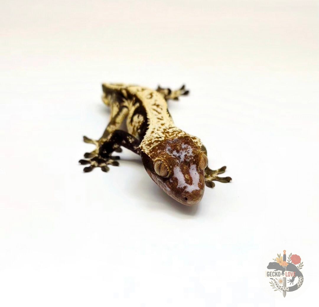 Loki  — miniature 5