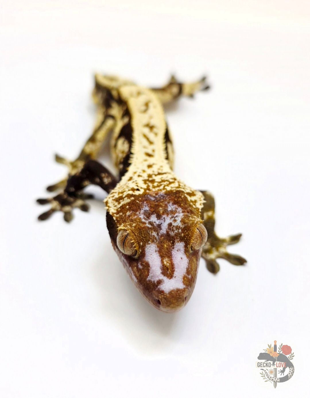 Loki  — miniature 6