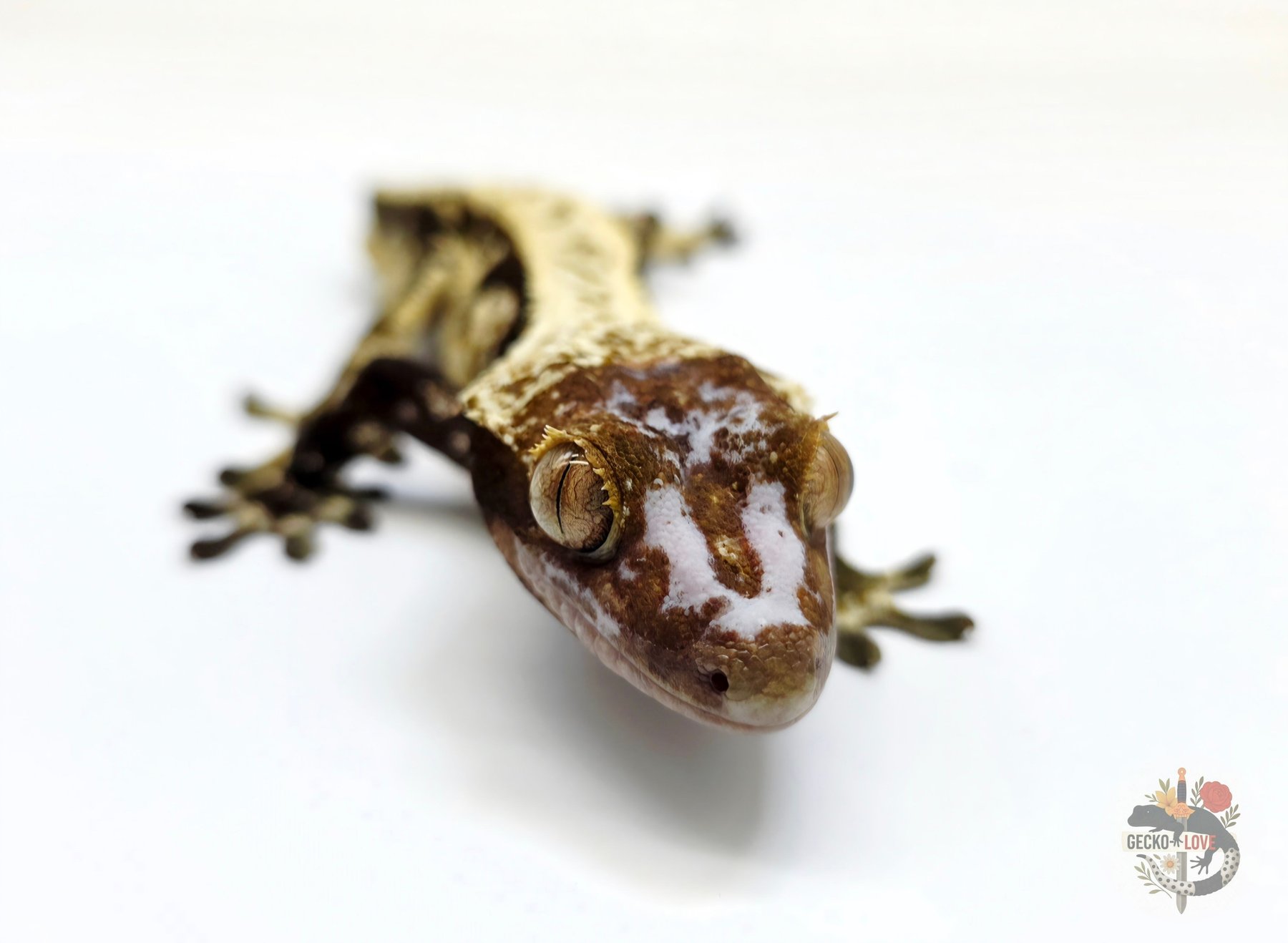 Loki  — miniature 7